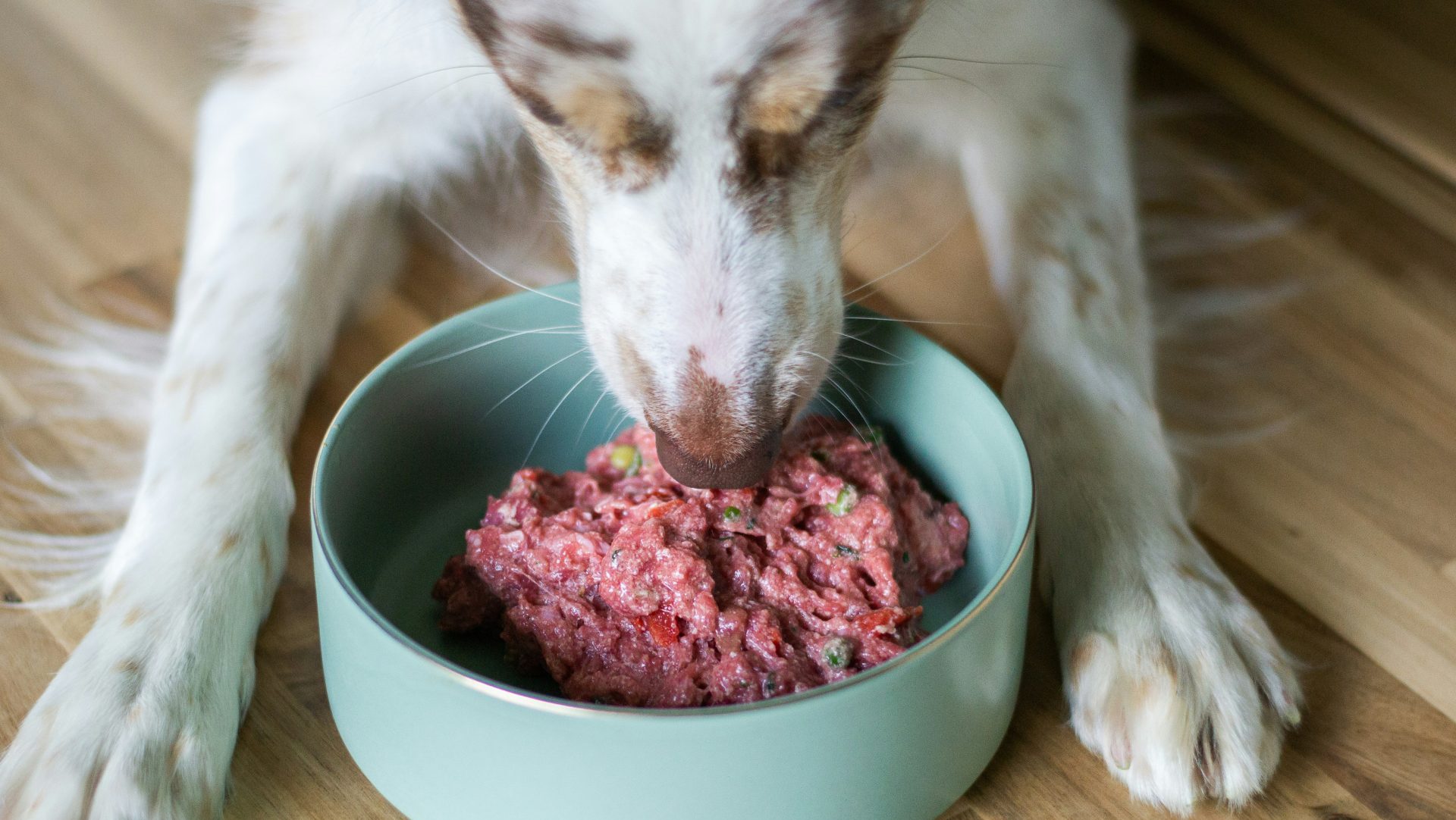 Dog happily eats raw food from a bowl.