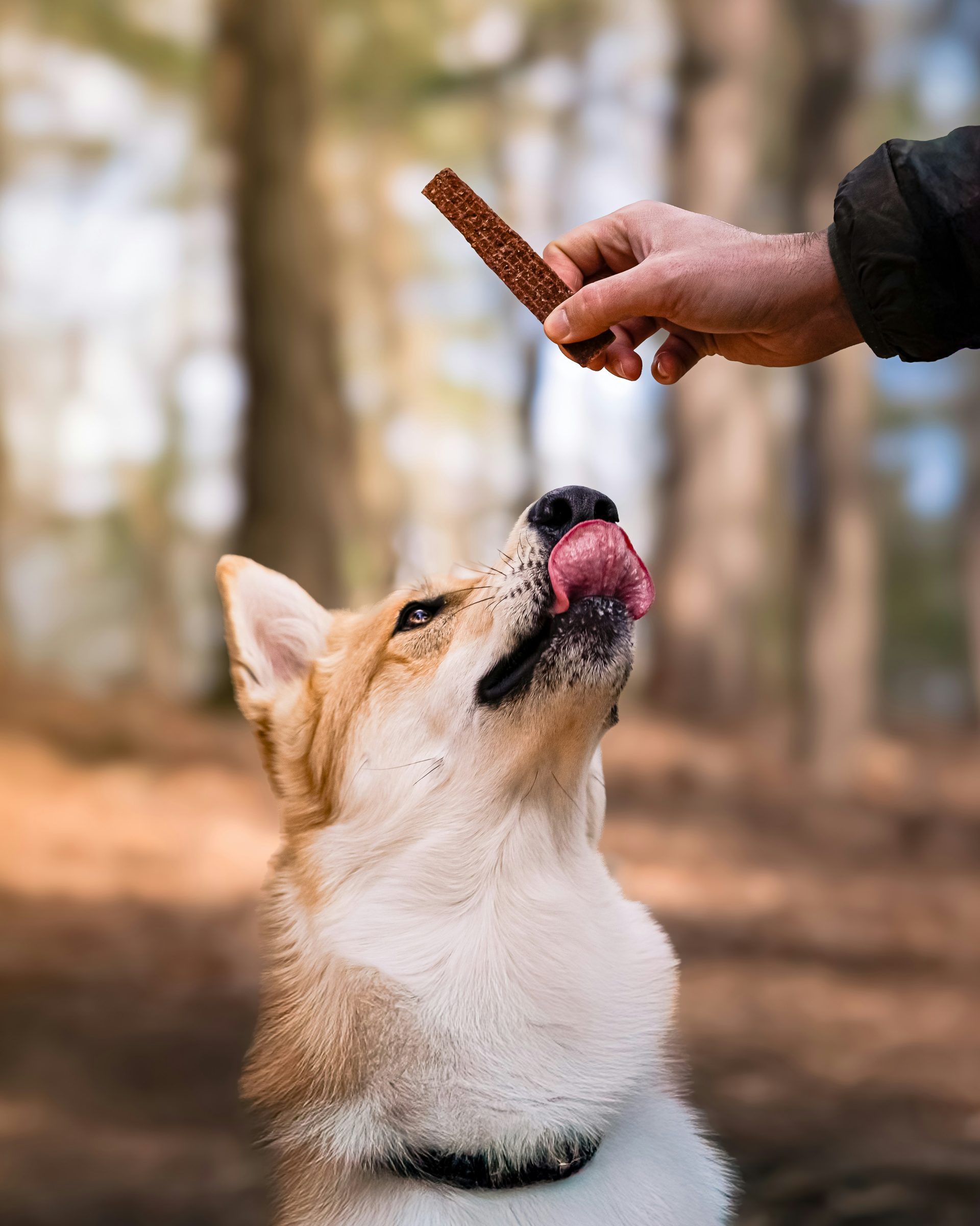 Dog awaits treat with anticipation and a lick.