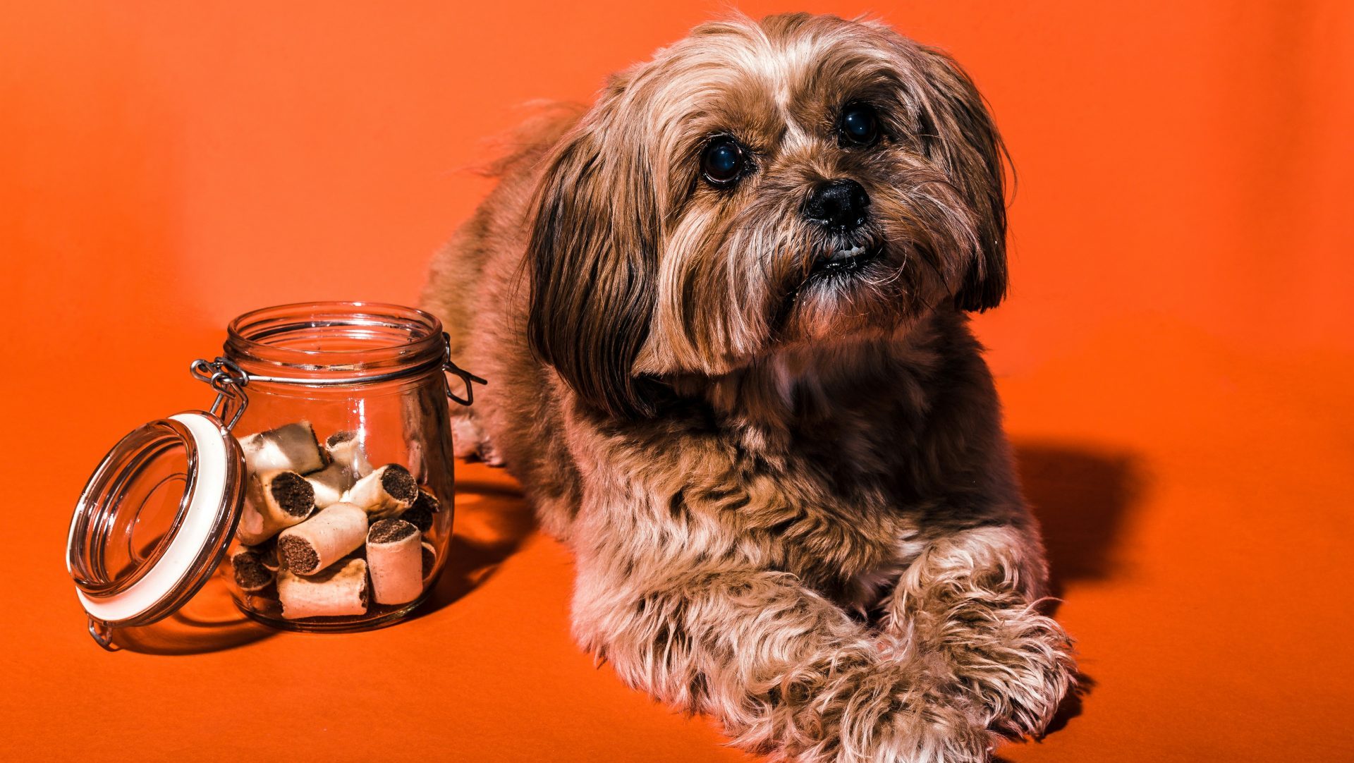 brown and white long coated small dog on red textile
